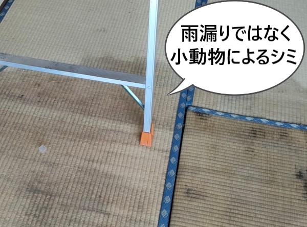 雨漏りではなく小動物の尿によるシミでした