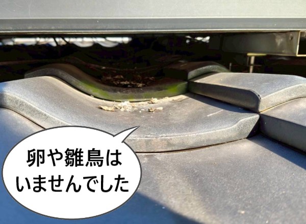 鳥の巣に卵や雛鳥はいませんでした