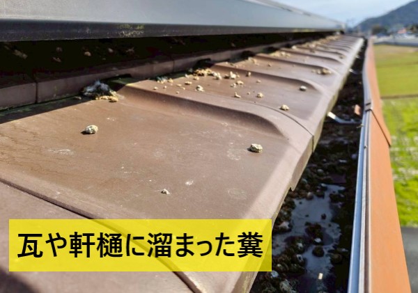 鳩の糞が瓦や軒樋に溜まっている