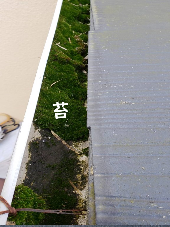 岩出市の樋に苔が詰まっています