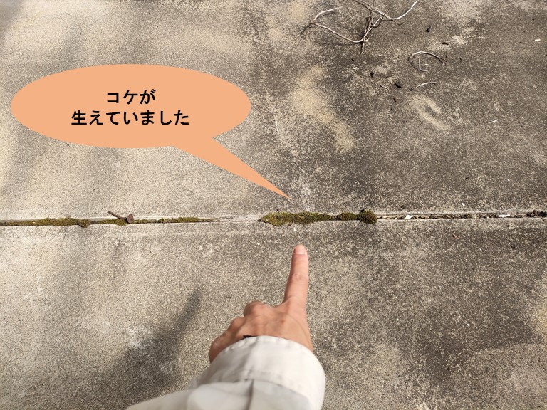 和歌山市で保護モルタルの床にコケが生えている