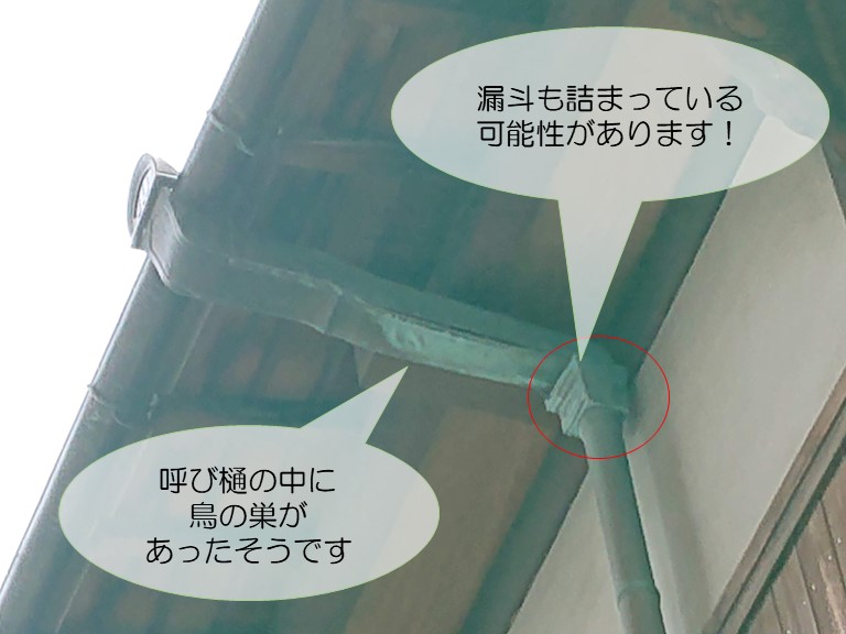 和歌山市で呼び樋の中に鳥の巣