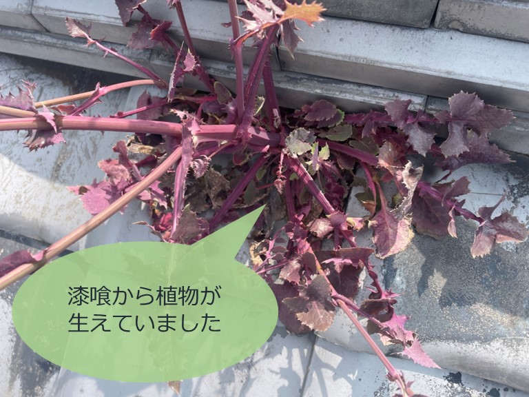 和歌山市で漆喰から植物が伸びていました