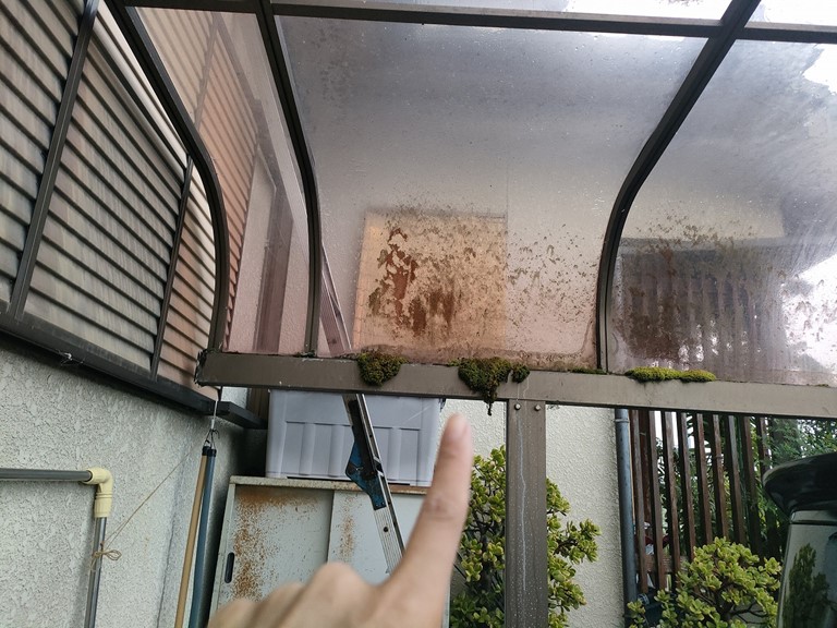 和歌山市で雨樋にコケ