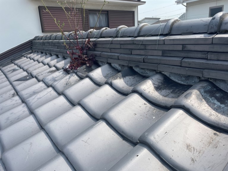 和歌山市の下屋に植物が生えていました