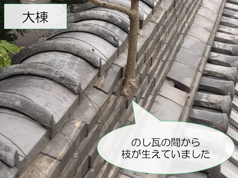 岩出市でのし瓦の間から枝が伸びていました