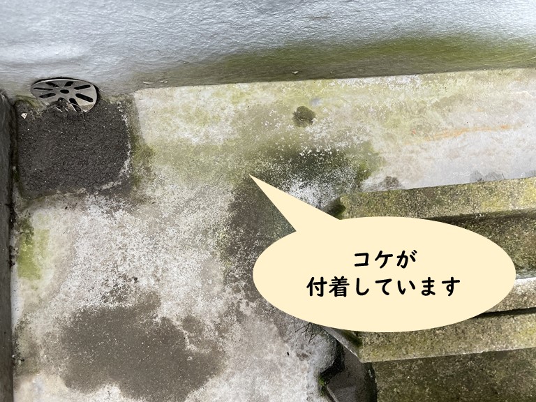 岩出市でバルコニーの床にコケが発生していました