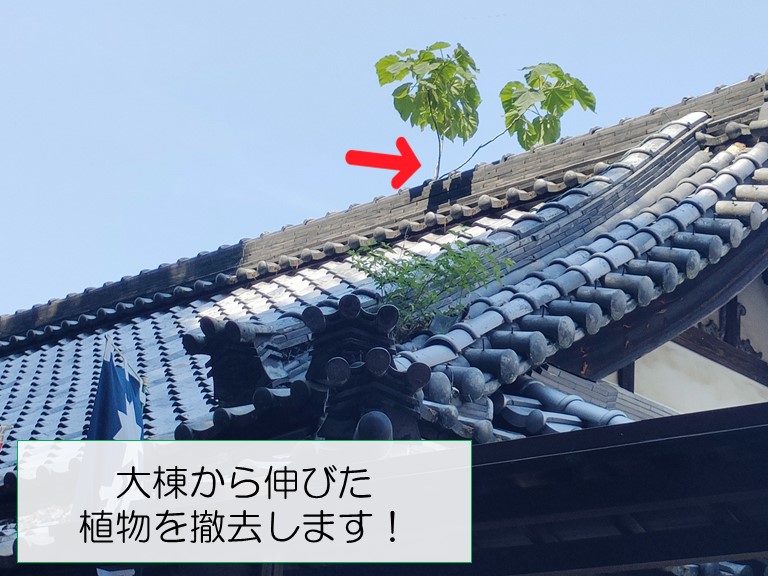 岩出市で大棟から伸びた植物を撤去します