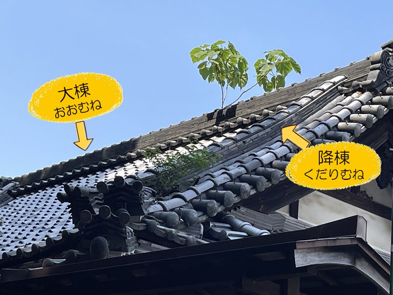 岩出市で大棟と降棟に草が生えていました
