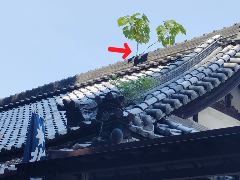 岩出市で大棟に生えた植物を撤去します