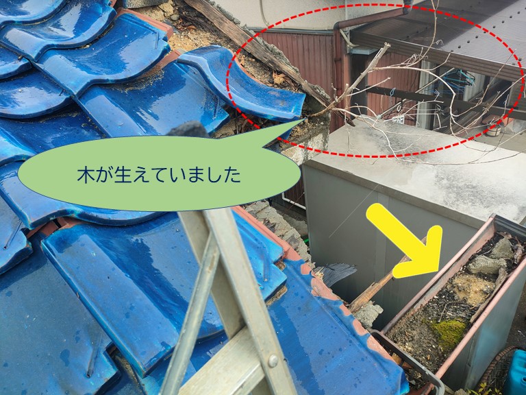 岩出市で屋根から枝が生えていました