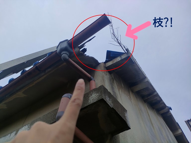 岩出市で屋根の端が無くなって枝が見えていました