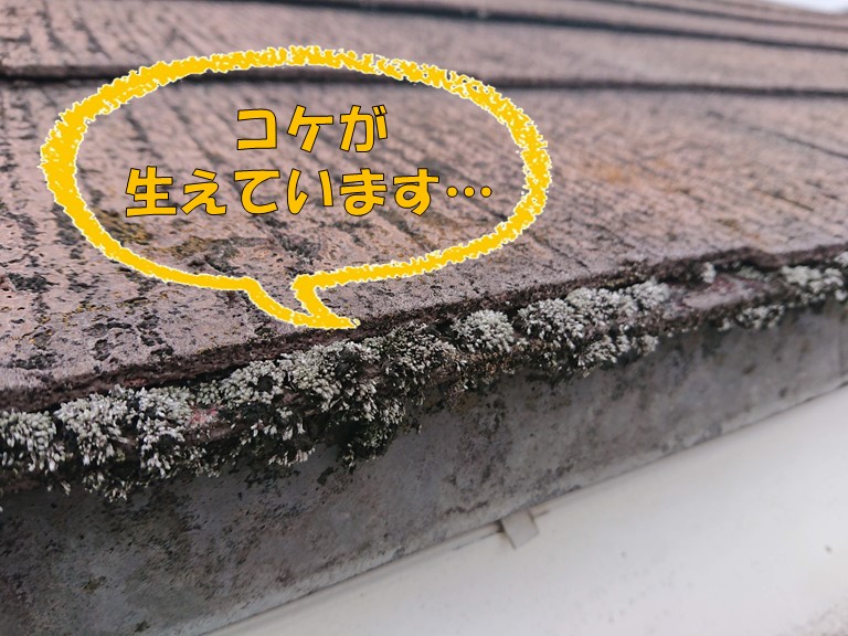 岩出市で屋根調査を行うと、スレート屋根の先にコケが生えていました
