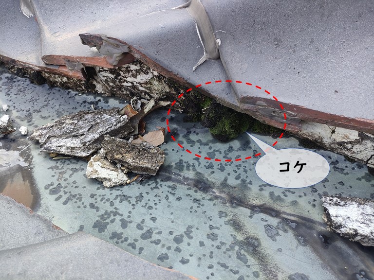 岩出市で漆喰にコケが生えていました