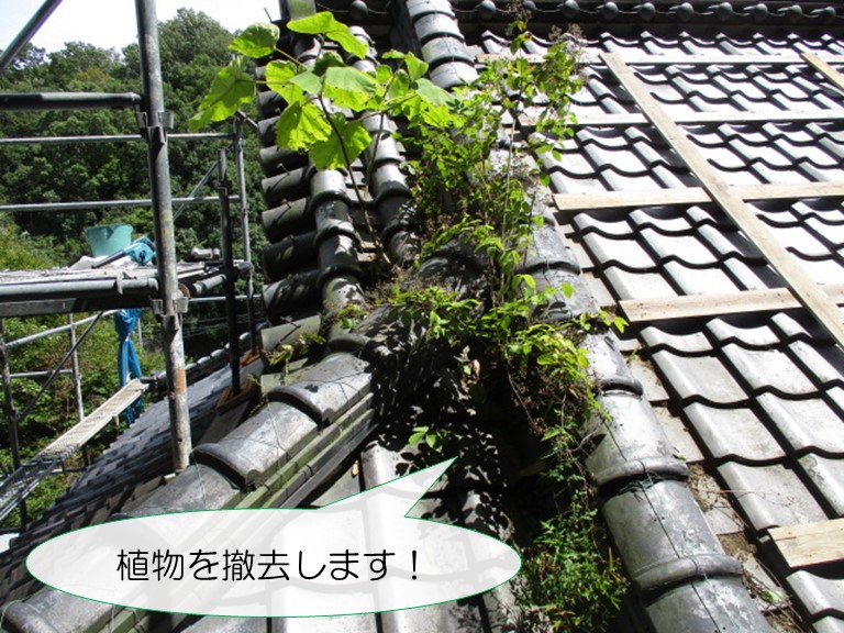 岩出市で降り棟に生えた植物を撤去していきます