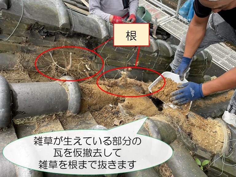 岩出市で降り棟に積まれた瓦を仮撤去し、植物の根を抜きます