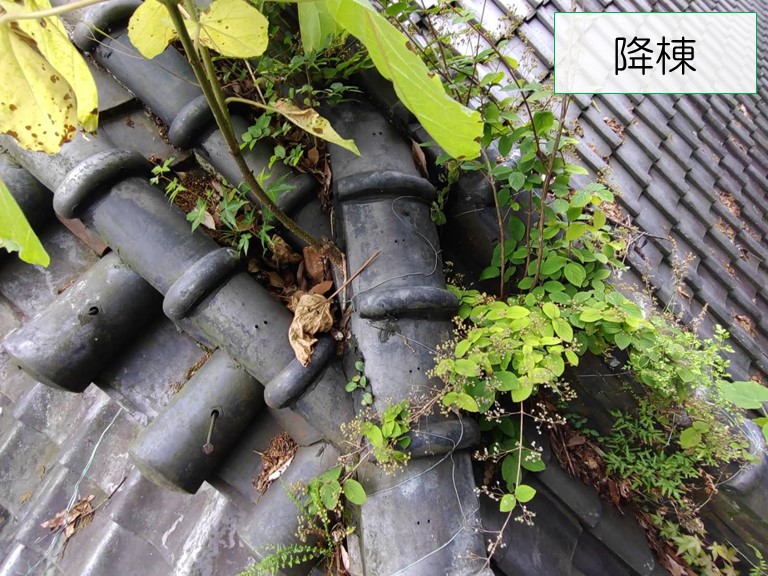 岩出市で降り棟に雑草が生えています