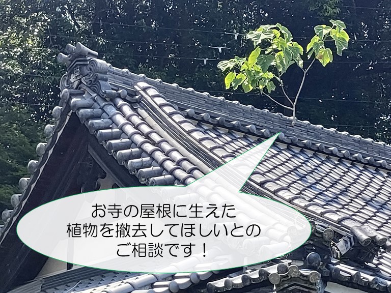 岩出市のお寺の屋根に植物が生えてお困りでした