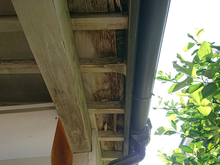 岩出市の屋根調査で軒天が腐食し破損していた