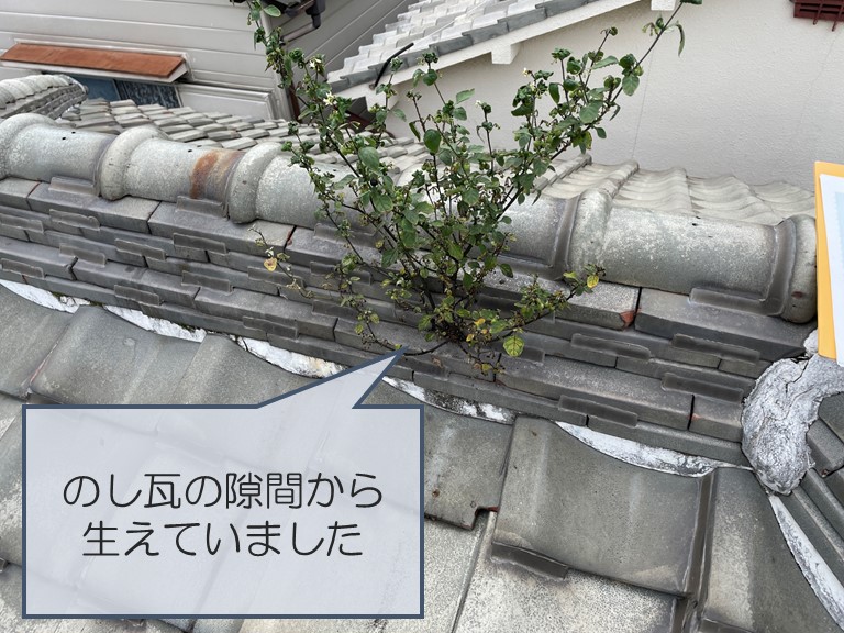 紀の川市でのし瓦の隙間から雑草が生えていました