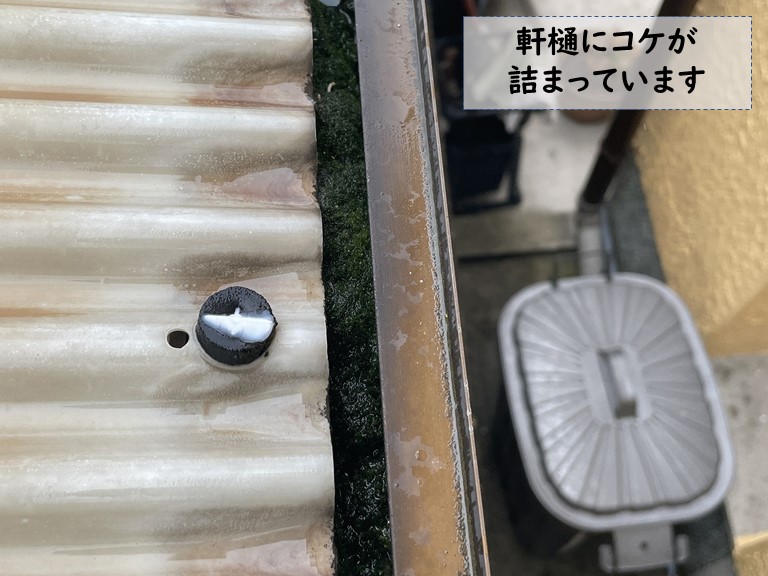紀の川市で軒樋にコケが詰まっていました