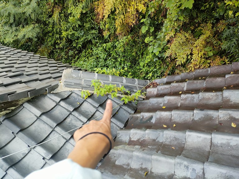 紀の川市で降り棟に雑草が伸びてた