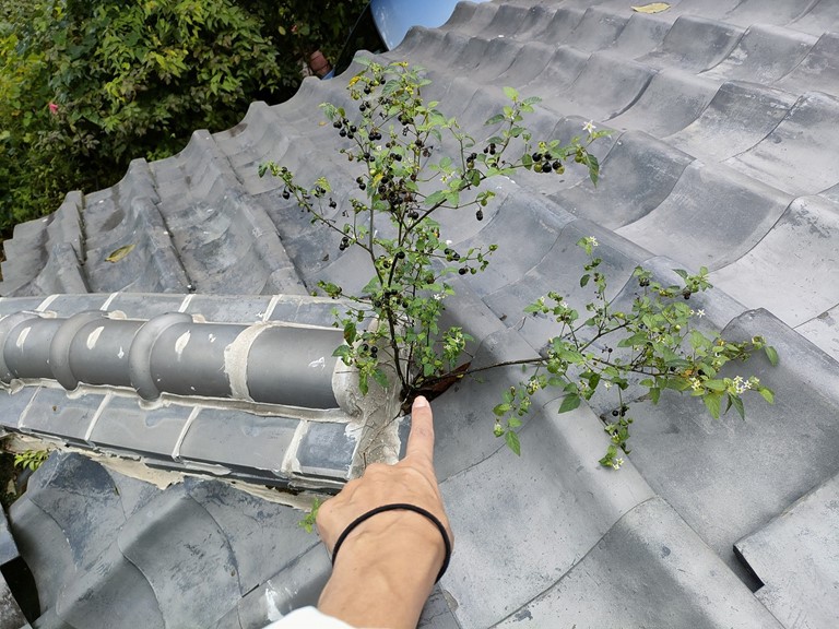 紀の川市で降り棟の漆喰部分から木の実が生えていました