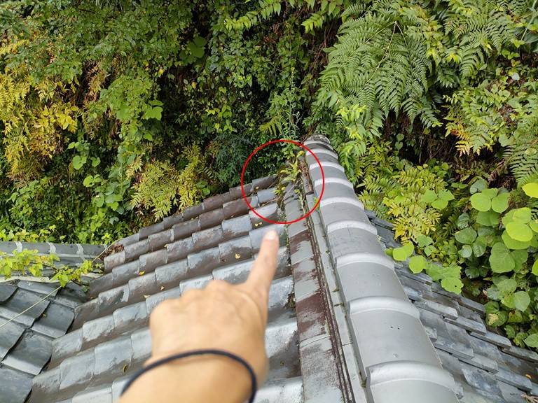 紀の川市の大棟から雑草が生えてます