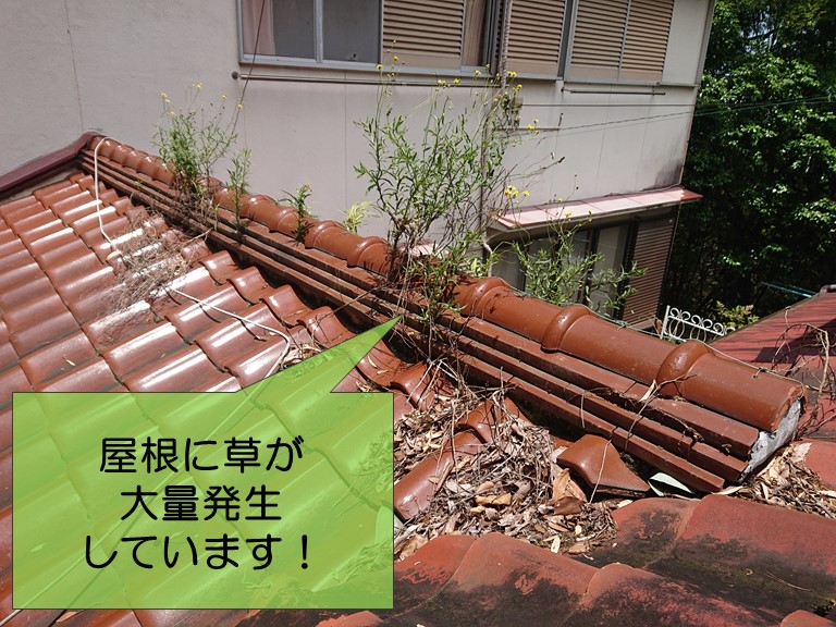 紀の川市の雨漏り調査で屋根に草が大量発生していました