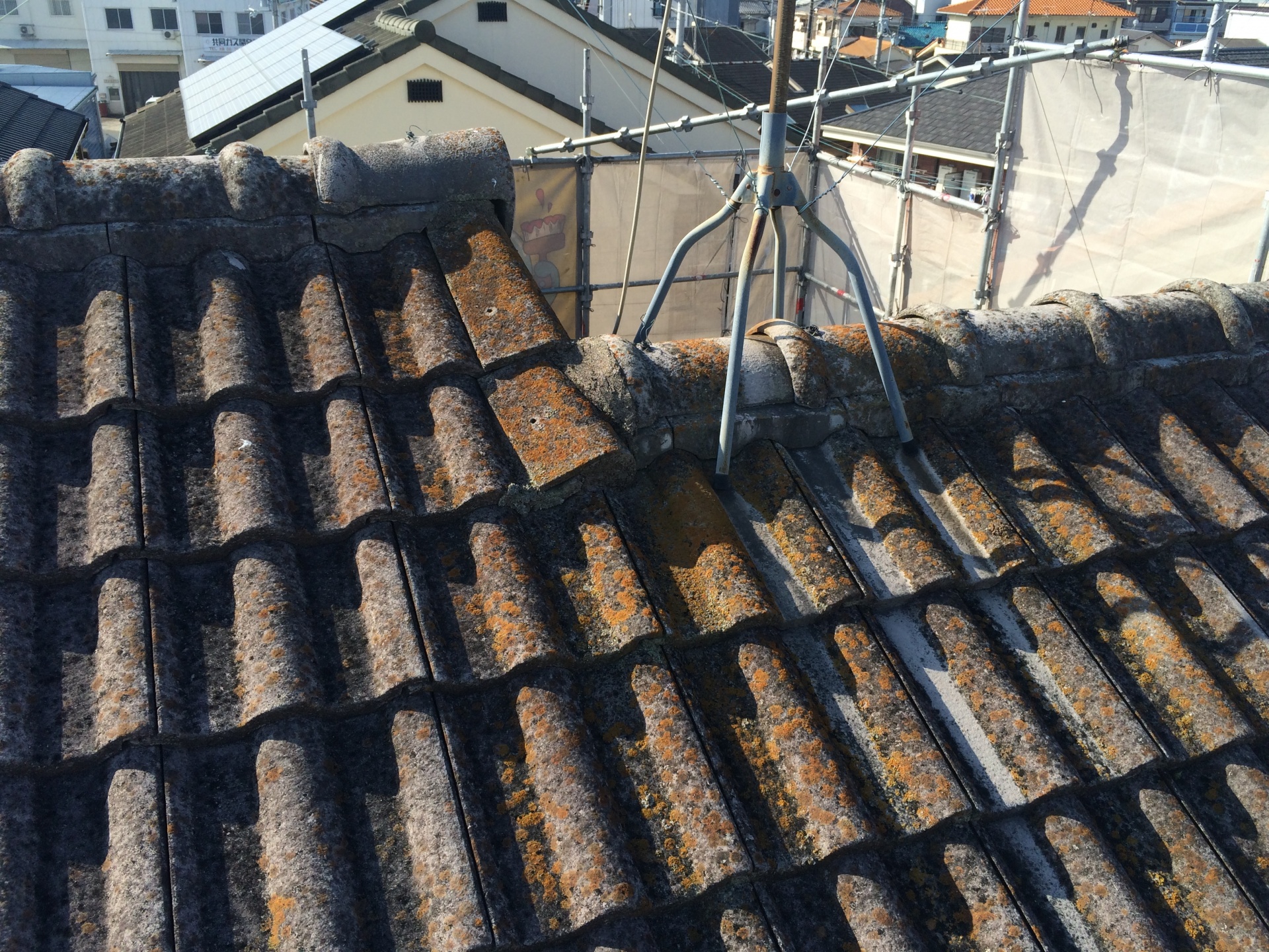 屋根にコケが生える