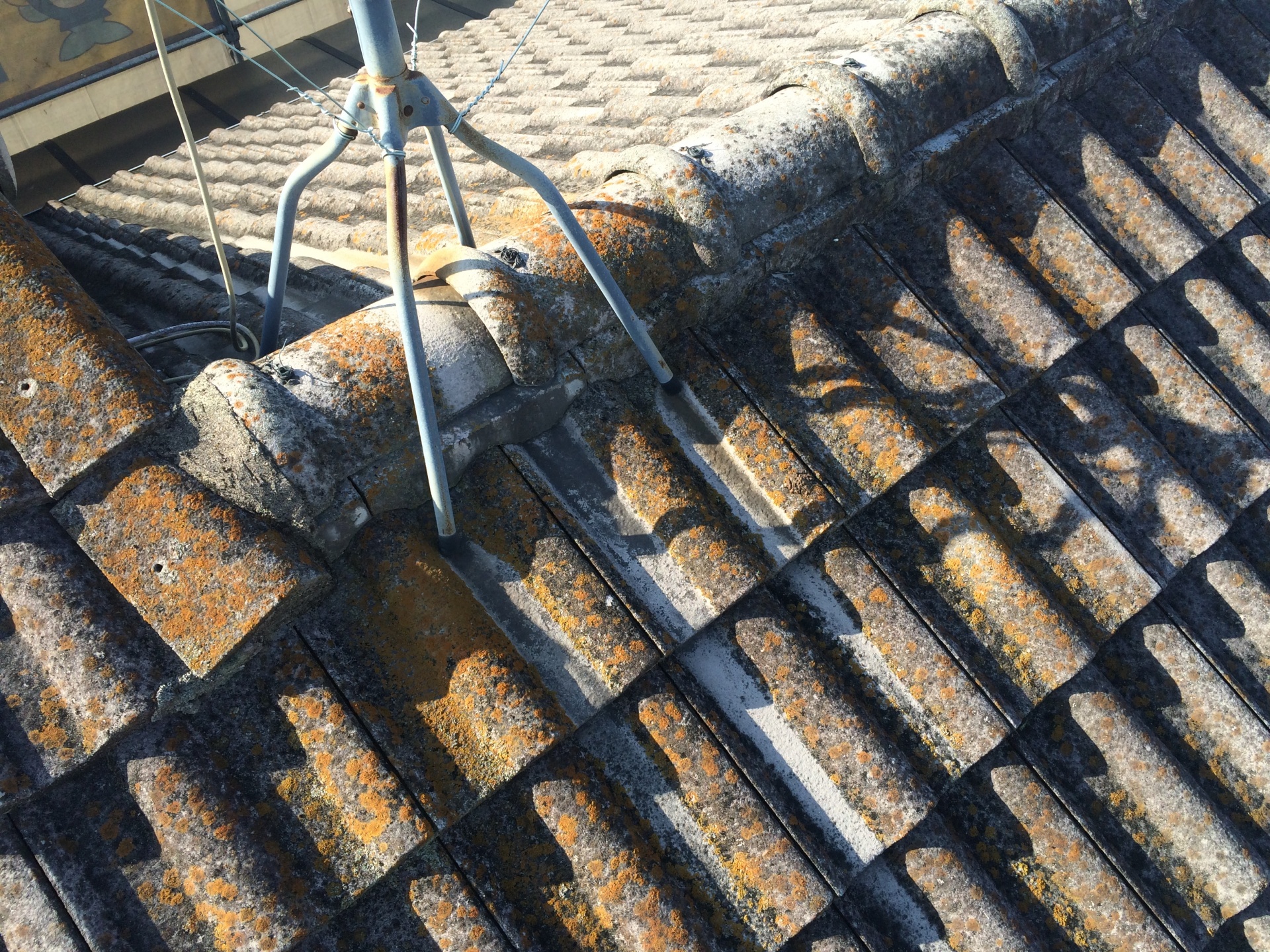 屋根にコケが生える