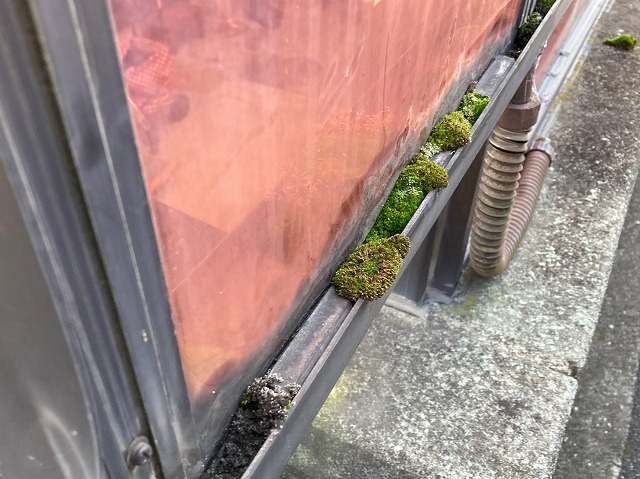 カーポートに苔