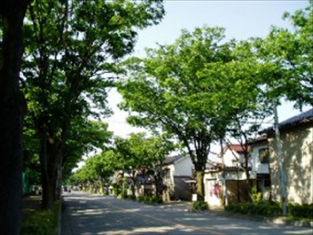 住宅街の街路樹