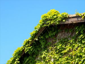 屋根まで到達した蔦
