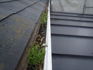 落ち葉による樋の詰まり