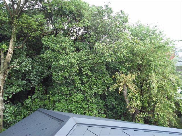 屋根落葉