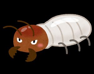 シロアリコラム①