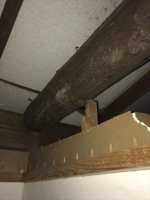 天井裏　雨漏れ