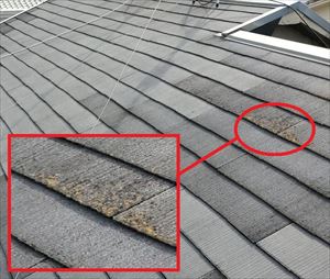 屋根材　コケ発生