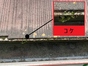 屋根材　コケ発生