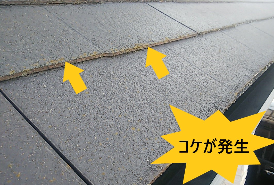 スレート　コケ