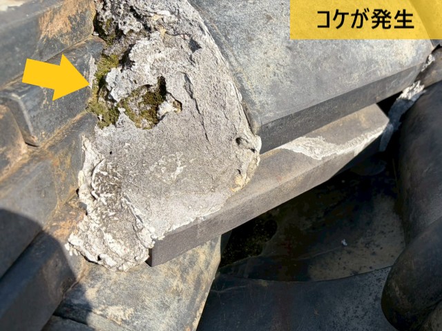 コケが発生