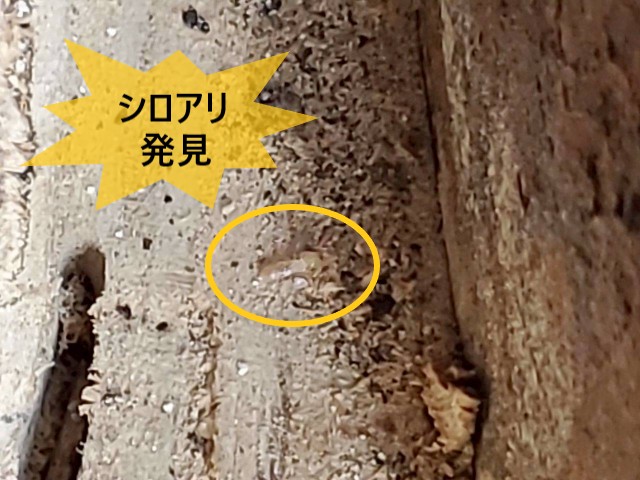 シロアリ発見