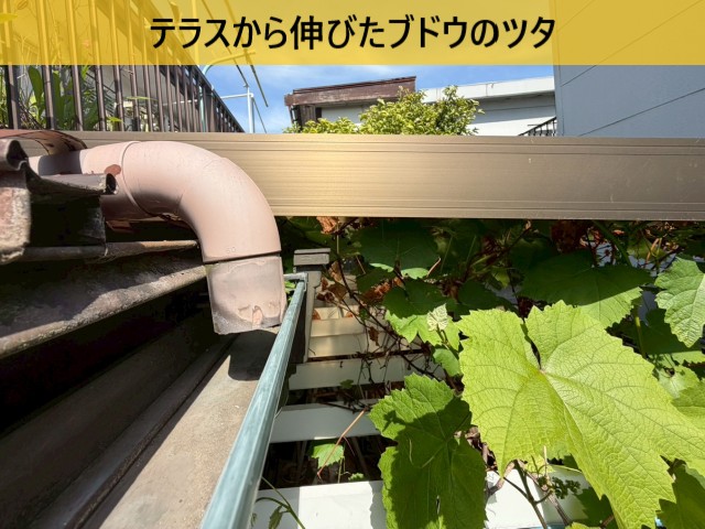 テラスから伸びたブドウのツタ