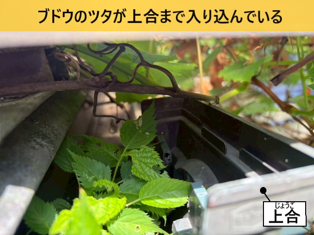 ブドウのツタが上合まで入り込んでいる