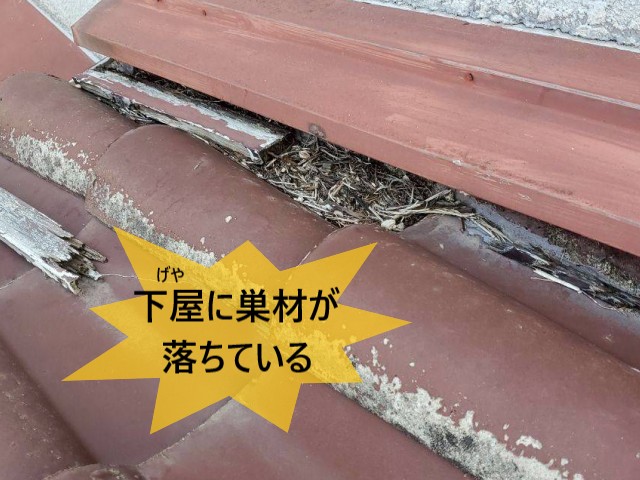 下屋に巣材が落ちている