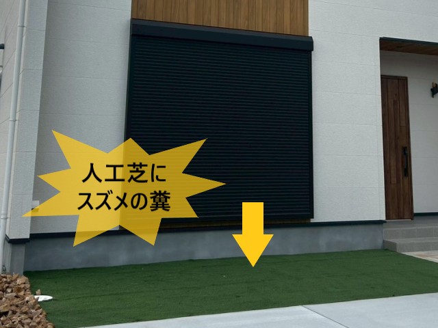 人工芝にスズメの糞