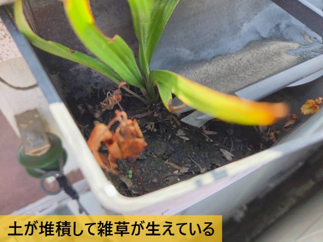 土が堆積して雑草が生えている