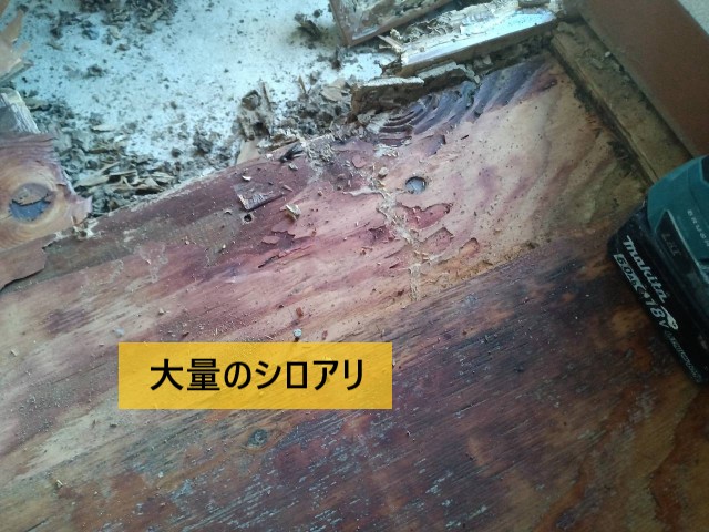 大量のシロアリ