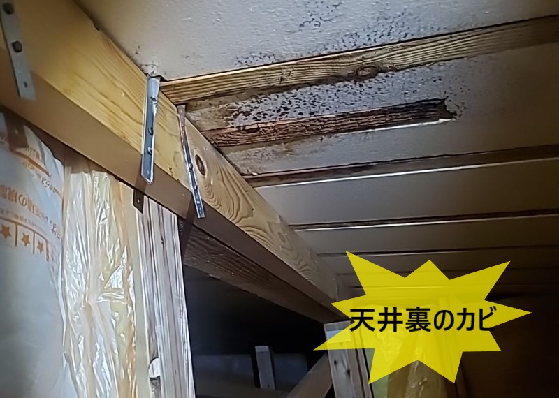天井裏にカビが生えている